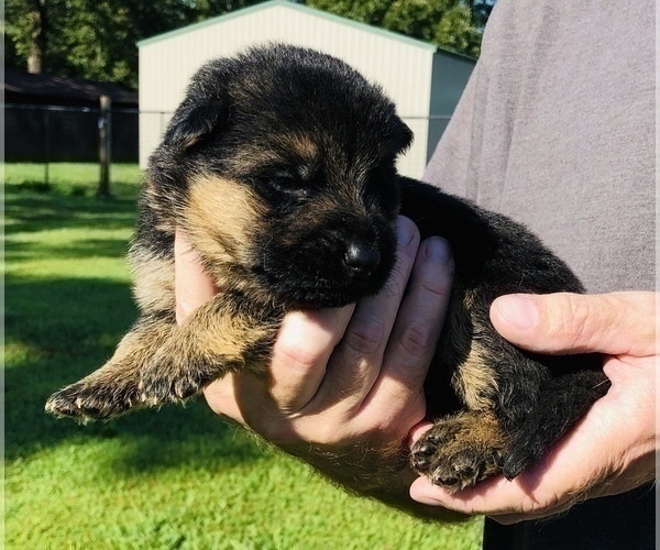Medium Photo #1 German Shepherd Dog Puppy For Sale in NEOSHO, MO, USA