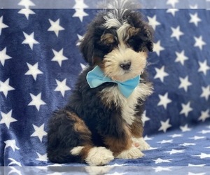 Bernedoodle Puppy for sale in LANCASTER, PA, USA