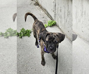 WHISKEY - Male Buggs Dog for Adoption - Photo #3