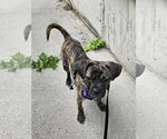 Small Photo #3 Buggs Puppy For Sale in Woodbury, NY, USA
