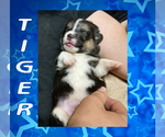Small Photo #58 Pembroke Welsh Corgi Puppy For Sale in LOGAN, NM, USA