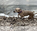 Small Photo #12 American Bulldog-Unknown Mix Puppy For Sale in Princeton, MN, USA