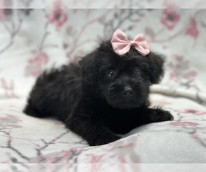 Schnoodle (Miniature) Puppy for sale in LAKELAND, FL, USA