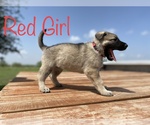 Small Photo #1 German Shepherd Dog Puppy For Sale in GARDEN CITY, TX, USA