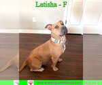 Small #8 American Bulldog