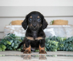 Puppy Landon Dachshund