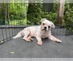 Small #1 Maltese Mix