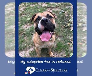 Boxer-Unknown Mix Dogs for adoption in Brewster, MA, USA