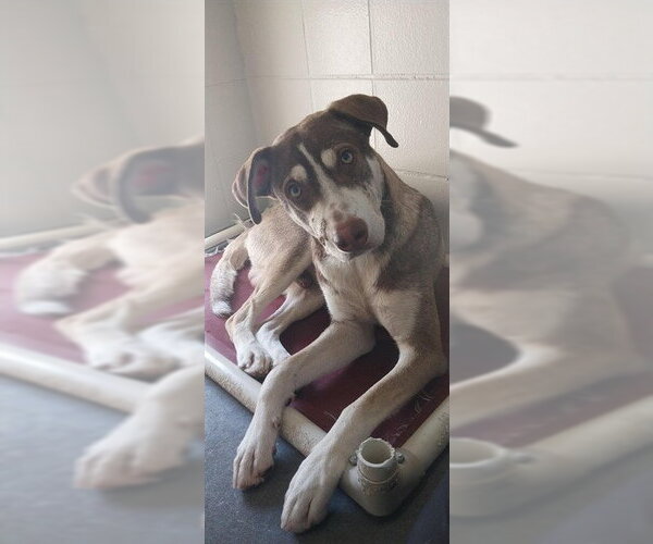 Medium Photo #2 Siberian Husky-Unknown Mix Puppy For Sale in Corpus Christi, TX, USA