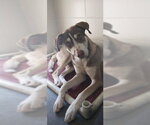 Small #1 Siberian Husky Mix
