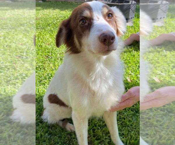 Medium Photo #4 Australian Shepherd Puppy For Sale in Canton, CT, USA