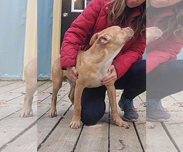 Medium Photo #6 Mutt Puppy For Sale in Murfreesboro, NC, USA