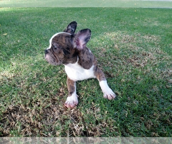 Medium Photo #12 French Bulldog Puppy For Sale in SIMI VALLEY, CA, USA