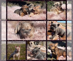 French Bulldog Puppy for sale in CALDWELL, TX, USA