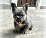 Small #20 French Bulldog