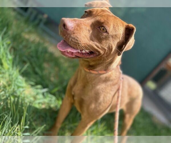Medium Photo #21 American Pit Bull Terrier-American Staffordshire Terrier Mix Puppy For Sale in Monte Vista, CO, USA