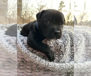 Staffordshire Bull Terrier Puppy for sale in DAWSONVILLE, GA, USA