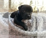 Small Photo #1 Staffordshire Bull Terrier Puppy For Sale in DAWSONVILLE, GA, USA