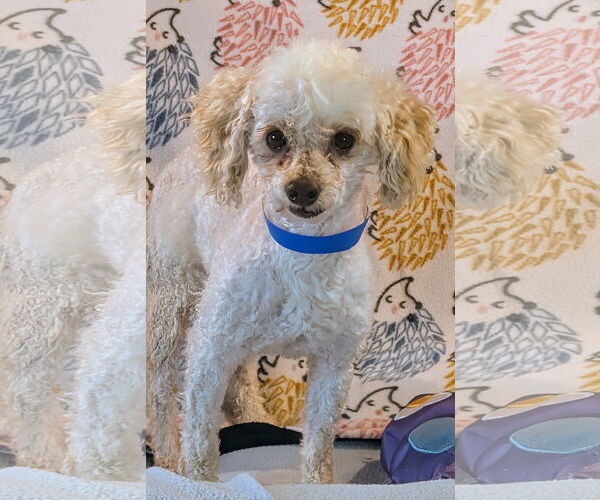 Medium Photo #1 Poodle (Miniature) Puppy For Sale in Bon Carbo, CO, USA