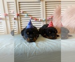 Small Photo #31 Rottweiler Puppy For Sale in NAPA, CA, USA