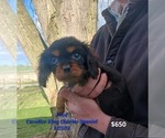 Puppy Fred Cavalier King Charles Spaniel