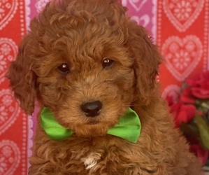 Goldendoodle (Miniature) Puppy for sale in LANCASTER, PA, USA