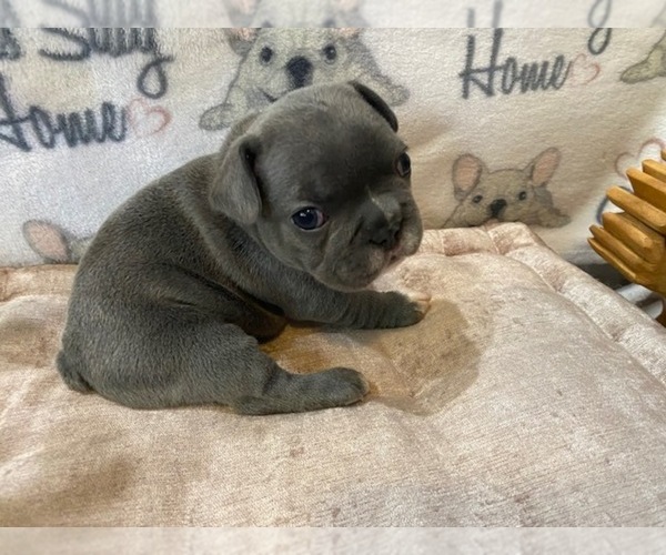 Medium Photo #3 French Bulldog Puppy For Sale in VILLA RICA, GA, USA