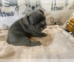 Small Photo #3 French Bulldog Puppy For Sale in VILLA RICA, GA, USA