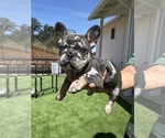 Small Photo #16 French Bulldog Puppy For Sale in PLEASANTON, CA, USA