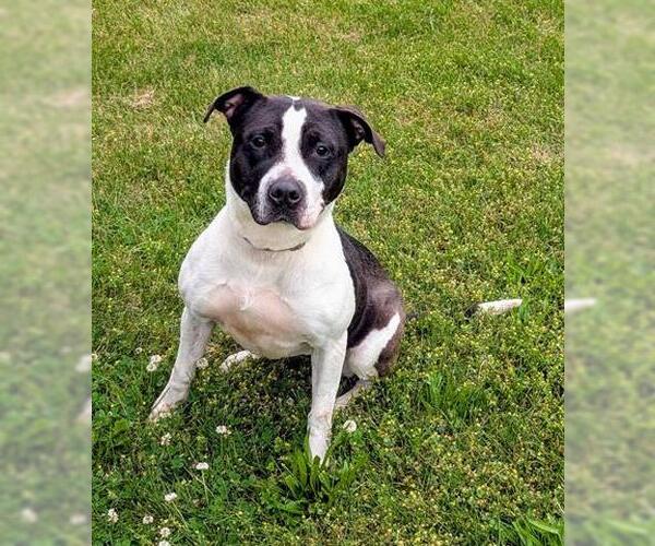 Medium Photo #1 Mutt Puppy For Sale in Akron, OH, USA