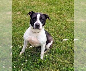Mutt Dogs for adoption in Akron, OH, USA