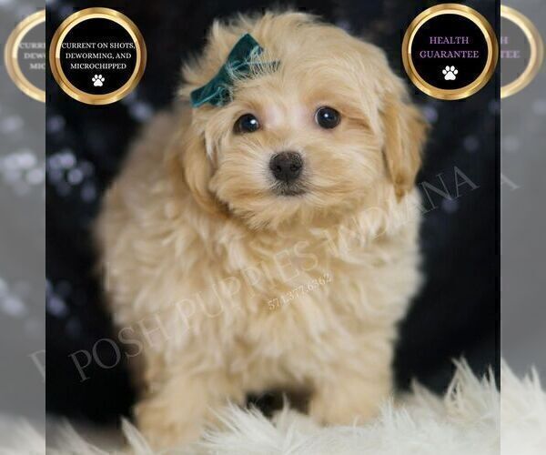 Medium Photo #1 Maltipoo (Miniature) Puppy For Sale in WARSAW, IN, USA