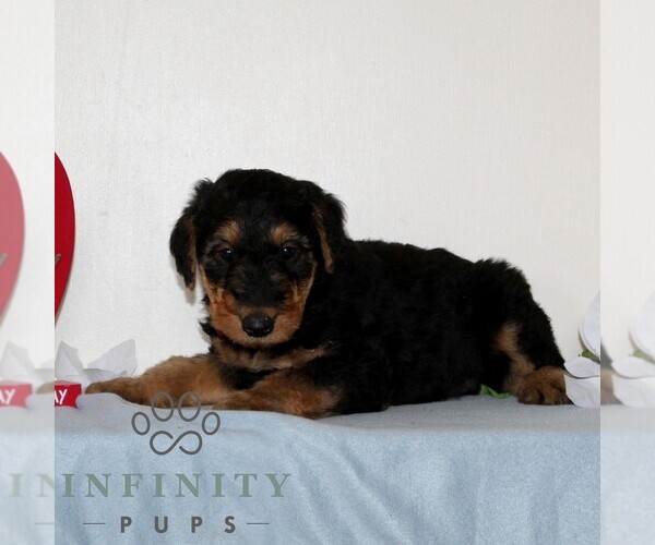 Medium Photo #3 Airedale Terrier Puppy For Sale in HOLTWOOD, PA, USA