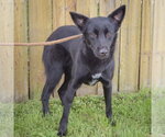 Small #2 Border Collie Mix