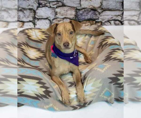 Medium Photo #5 Retriever -Unknown Mix Puppy For Sale in Kennesaw, GA, USA