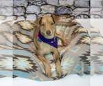 Small #4 Retriever  Mix