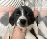 Puppy Yellow collar Border Collie