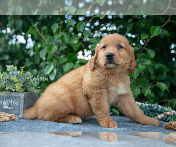 Medium Photo #7 Golden Retriever Puppy For Sale in WOLCOTTVILLE, IN, USA