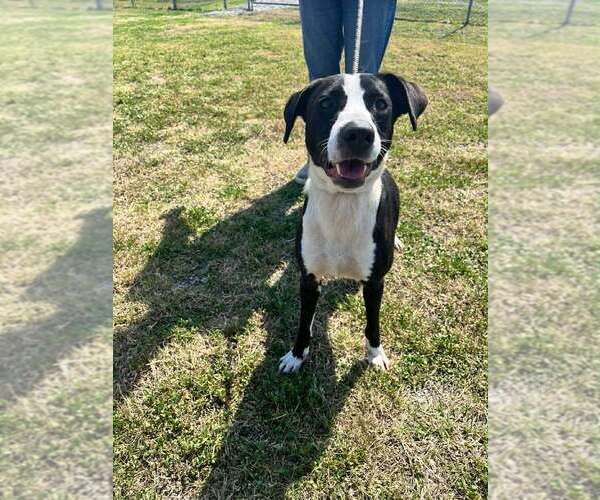 Medium Photo #2 Mutt Puppy For Sale in Abbeville, LA, USA