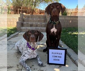 Father of the German Shorthaired Pointer puppies born on 09/15/2023