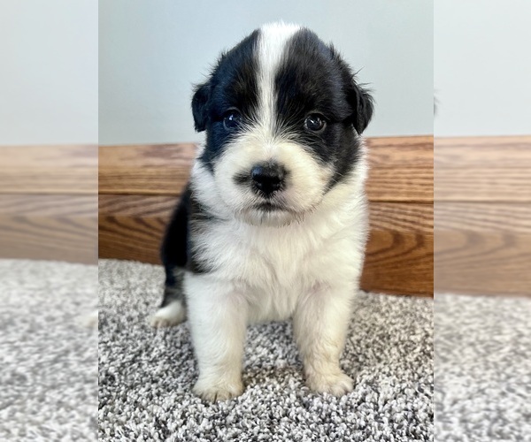 Medium Photo #7 Australian Shepherd Puppy For Sale in LODA, IL, USA