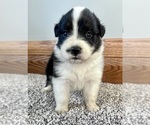 Small #6 Australian Shepherd