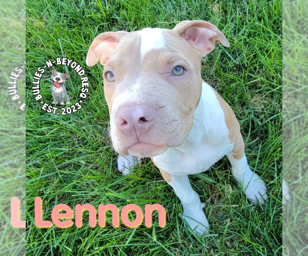 Medium Photo #16 Staffordshire Bull Terrier-Unknown Mix Puppy For Sale in Omaha, NE, USA