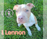 Small Photo #16 Staffordshire Bull Terrier-Unknown Mix Puppy For Sale in Omaha, NE, USA