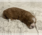 Small #3 Cavalier King Charles Spaniel-Poodle (Standard) Mix