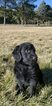 Small Photo #1 Labradoodle Puppy For Sale in CO SPGS, CO, USA