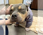 Small #1 American Pit Bull Terrier Mix