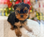 Small #3 Yorkshire Terrier