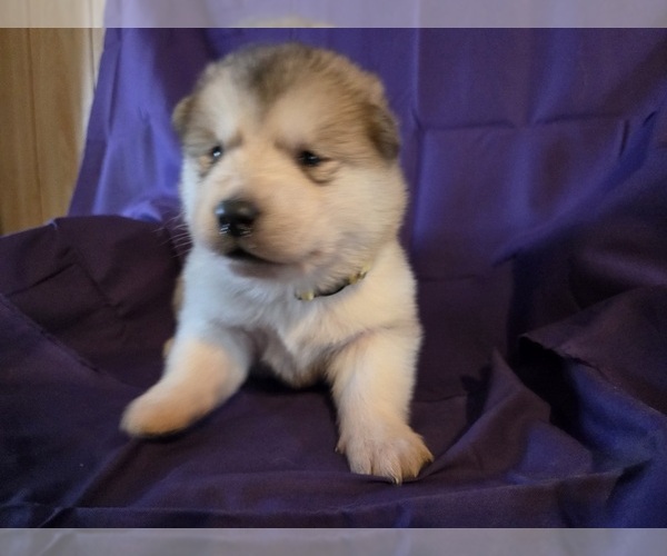 Medium Photo #7 Alaskan Malamute Puppy For Sale in CRIVITZ, WI, USA