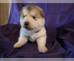 Small #6 Alaskan Malamute